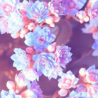 Aesthetic spring phone wallpaper