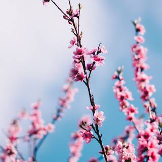 Aesthetic spring phone wallpaper