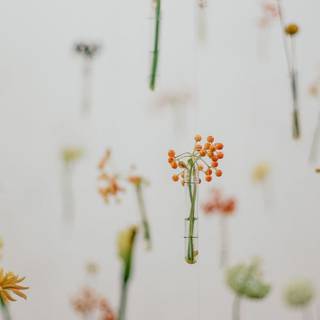 Aesthetic spring phone wallpaper