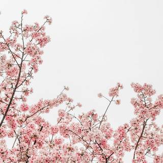 Aesthetic spring phone wallpaper