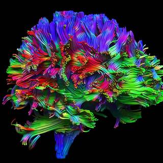 Neurobiology wallpaper