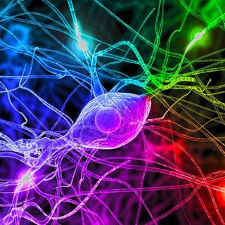Neurobiology wallpaper