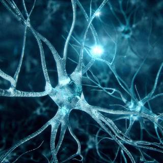 Neurobiology wallpaper