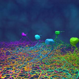 Neurobiology wallpaper