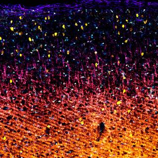 Neurobiology wallpaper