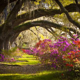 Charleston SC wallpaper