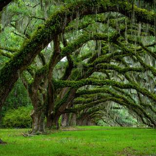 Charleston SC wallpaper