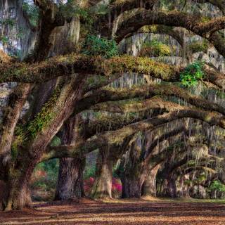 Charleston SC wallpaper