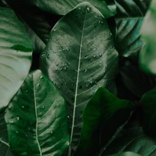 Dark green leaves wallpaper