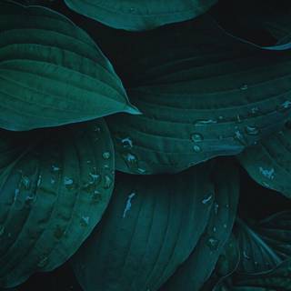 Dark green leaves wallpaper