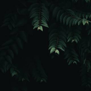 Dark green leaves wallpaper