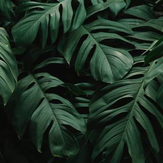 Dark green leaves wallpaper