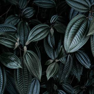 Dark green leaves wallpaper