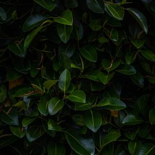 Dark green leaves wallpaper