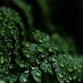 Dark green leaves wallpaper