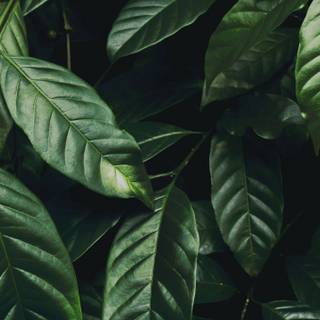 Dark green leaves wallpaper
