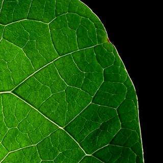 Dark green leaves wallpaper