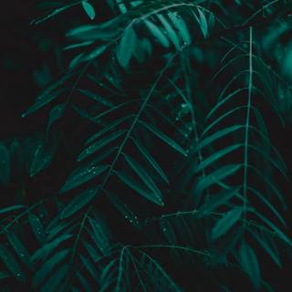 Dark green leaves wallpaper