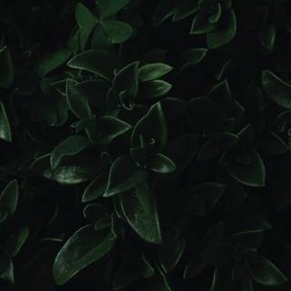 Dark green leaves wallpaper