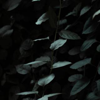 Dark green leaves wallpaper