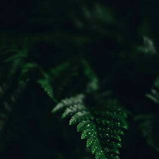 Dark green leaves wallpaper