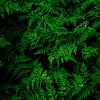 Dark green leaves wallpaper