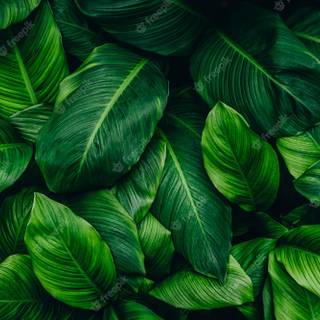 Dark green leaves wallpaper