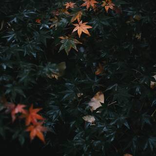 Dark green leaves wallpaper