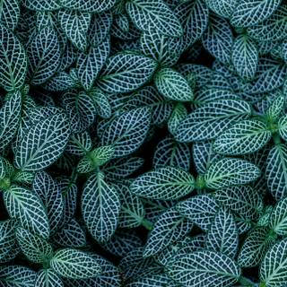Dark green leaves wallpaper