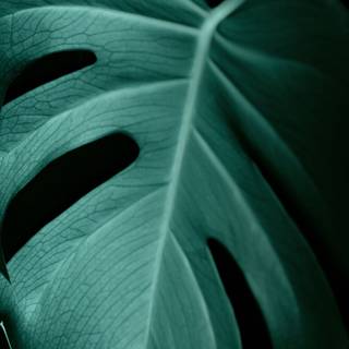 Dark green leaves wallpaper