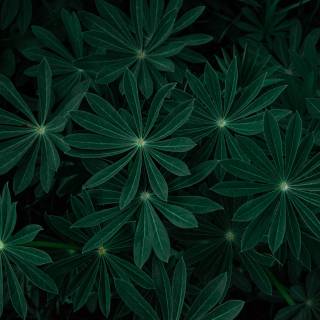 Dark green leaves wallpaper