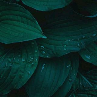 Dark green leaves wallpaper