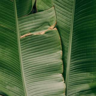 Dark green leaves wallpaper