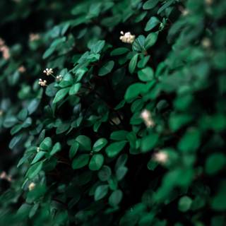 Dark green leaves wallpaper