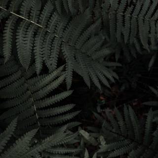 Dark green leaves wallpaper