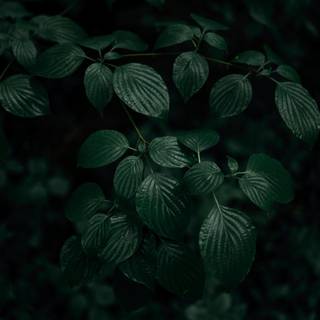 Dark green leaves wallpaper