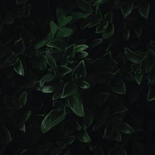 Dark green leaves wallpaper