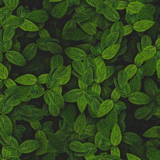 Dark green leaves wallpaper