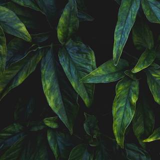 Dark green leaves wallpaper