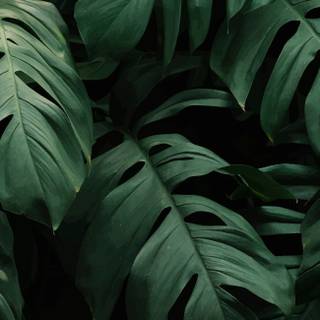 Dark green leaves wallpaper