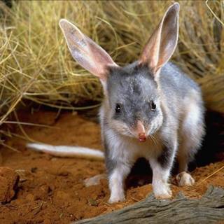 Bilby wallpaper