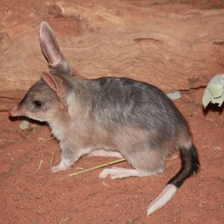 Bilby wallpaper