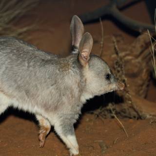 Bilby wallpaper