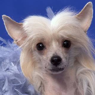 Chinese Crested wallpaper