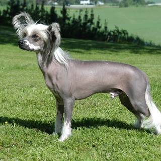 Chinese Crested wallpaper