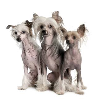 Chinese Crested wallpaper