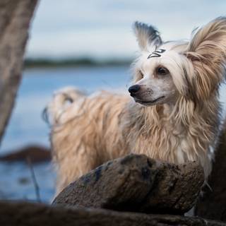 Chinese Crested wallpaper