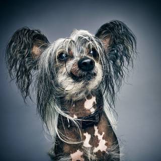 Chinese Crested wallpaper