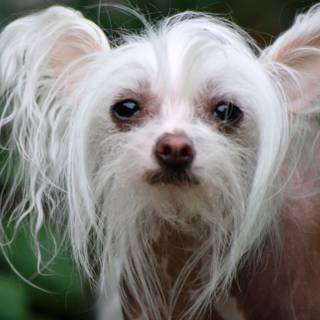 Chinese Crested wallpaper