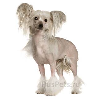 Chinese Crested wallpaper